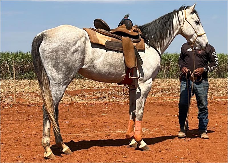 BMW Iuna Apollo quarto de milha a venda no N1Cavalos