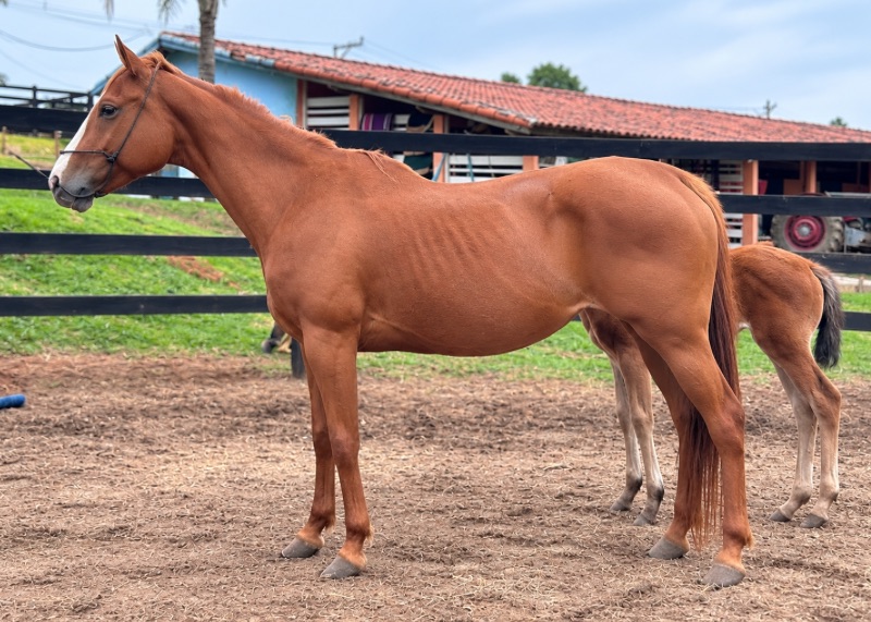 VENDA DE ÉGUA QUARTO DE MILHA NO N1 CAVALOS