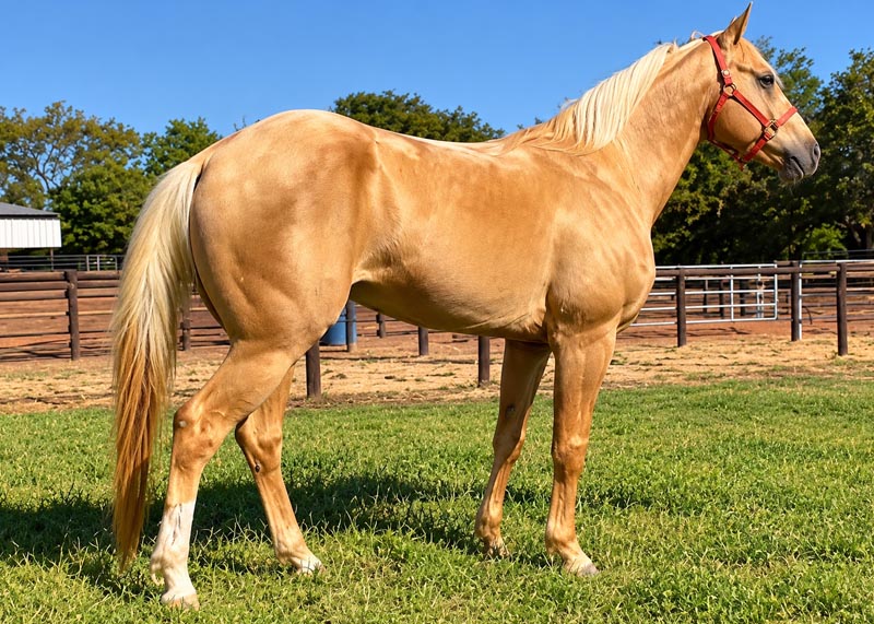 Dual Dollar Cielo cavalo quarto de milha a venda
