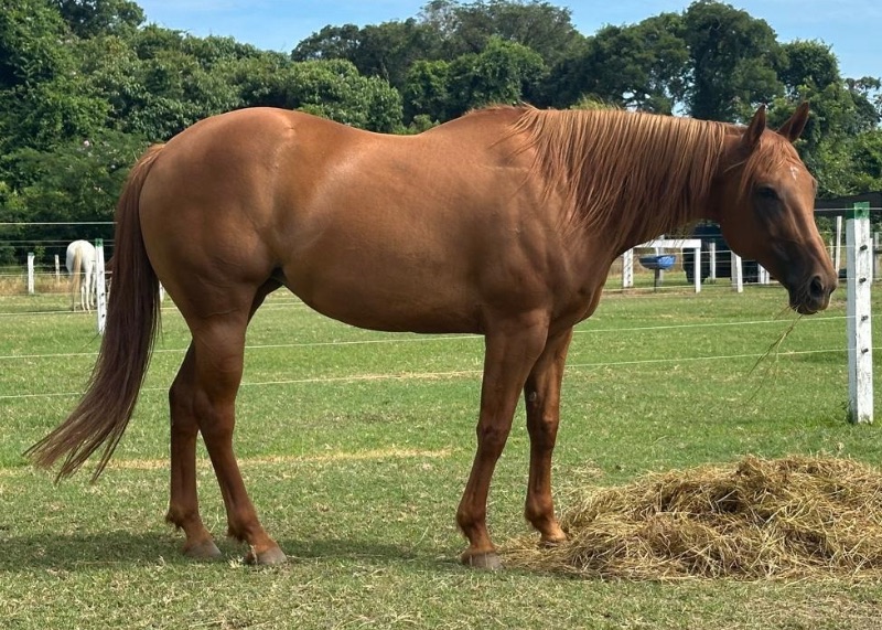 Venda de Quarto de Milha no site N1 Cavalos