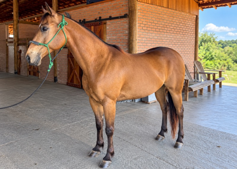 RCH Fire Streakin - cavalo quarto de milha de três tambores a venda