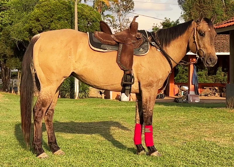 ST Lobim quarto de milha a venda no N1Cavalos