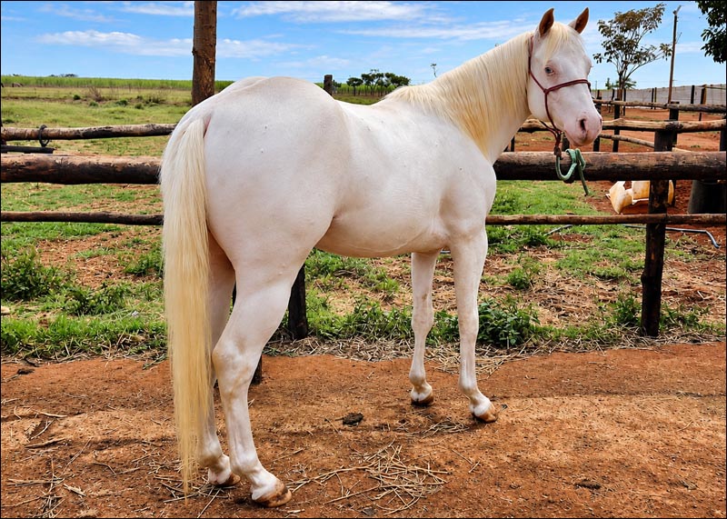 White Warrior Gun quarto de milha venda cavalos