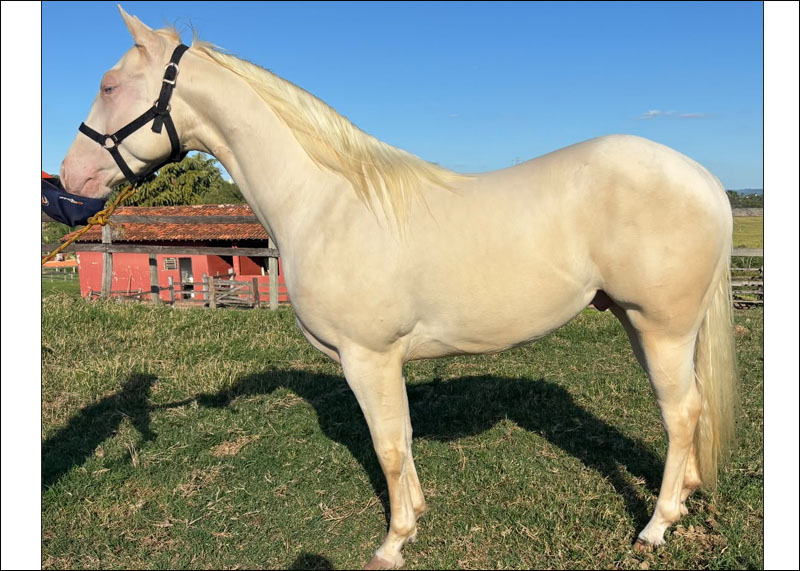 vende de coberturas no N1 Cavalos
