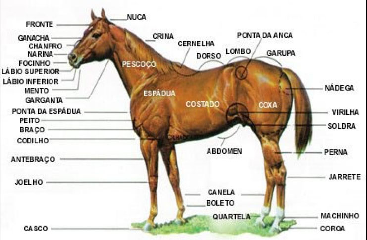 Padrão Quarto de Milha