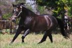 Venda de cavalo Quarto de Milha
