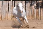 Égua Quarto de Milha anunciada no site N1 Cavalos