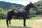 Mangarga Marchador anunciado no site N1 Cavalos