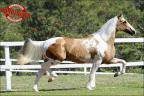 Venda de cobertura no site N1 cavalos