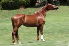 Mangalarga anunciada no site N1 Cavalos