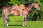 Flash Fire Corona - cavalo quarto de milha de três tambores a venda