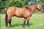Quarto de Milha à venda no site N1 Cavalos em 50 parcelas