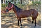 Quarto de Milha à venda no site N1 Cavalos