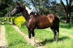 Mangalarga Pampa a venda no N1Cavalos