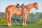 Adele Perks Moon quarto de milha venda N1Cavalos femea 