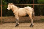 Smart Corona Feb quarto de milha a venda no N1Cavalos