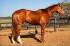 El Lider Slick quarto de milha cavalo