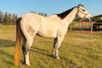 Jeep Fame HNSA - cavalo quarto de milha de três tambores a venda