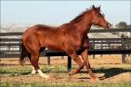 El Lider Slick quarto de milha cavalo a venda