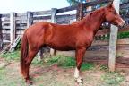 Gotta Pepto quarto de milha venda no N1Cavalos