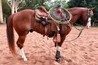 Gunner Starlight cavalo quarto de milha a venda no N1Cavalos