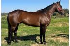 King Red Zoom HDG quarto de milha a venda
