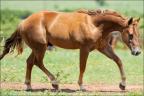Little N Shining CRH quarto de milha a venda no N1Cavalos
