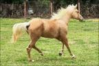 Lovely Cracker quarto de milha a venda no N1 Cavalos