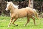 Lovely Cracker quarto de milha a venda no N1 Cavalos