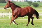 Shining Whiskey CRH quarto de milha a venda no N1Cavalos