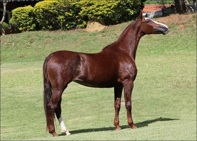 Mangalarga anunciada no site N1 Cavalos