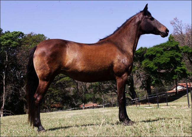 Égua Mangalarga Marchador anunciada no site N1 Cavalos