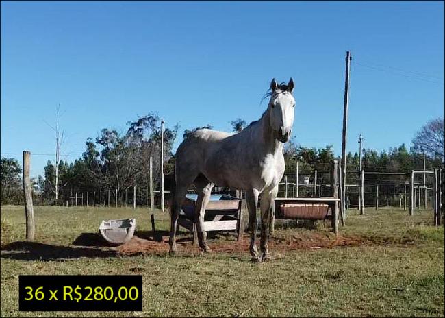 Quarto de Milha anunciado no site N1 Cavalos