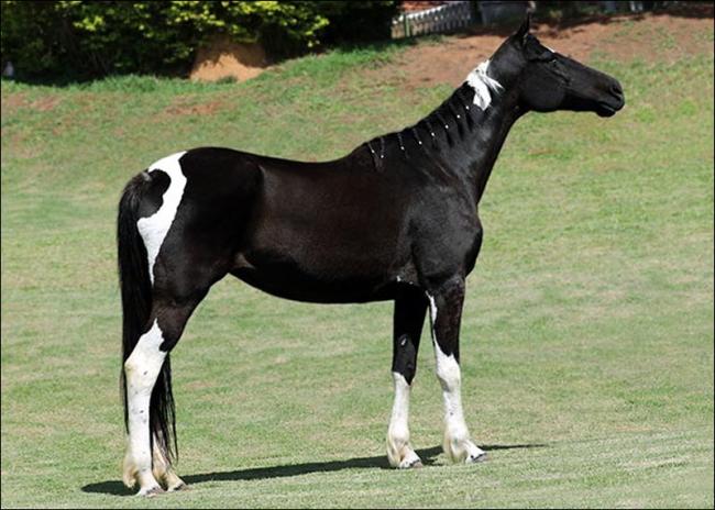 Mangalarga anunciada no N1Cavalos