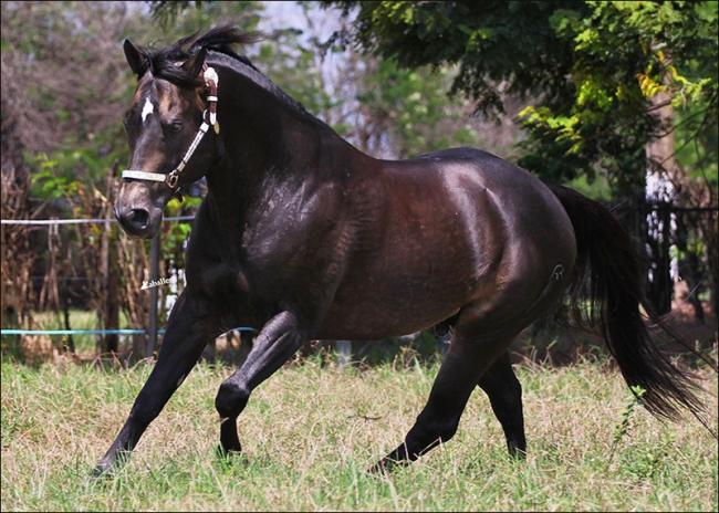 Venda de cavalo Quarto de Milha