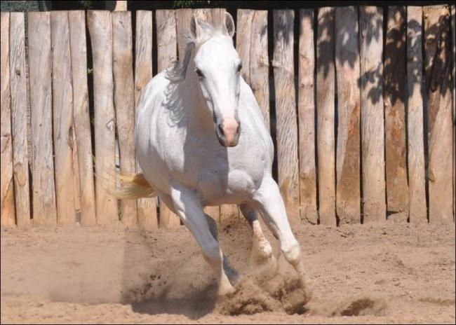Égua Quarto de Milha anunciada no site N1 Cavalos