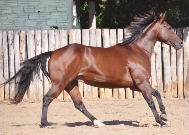 Quarto de Milha anunciada no site N1 Cavalos