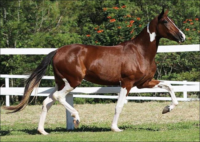 Mangalarga anunciada no site N1 Cavalos