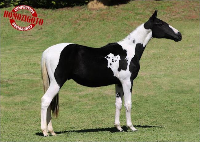 Mangalarga Homozigoto à venda no N1 Cavalos