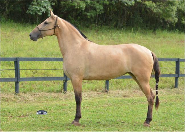 Campolina à venda no site N1 Cavalos