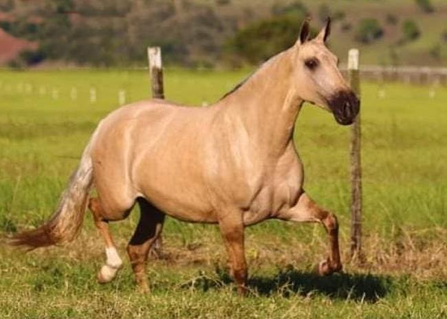 Égua Campolina anunciada no site N1 Cavalos