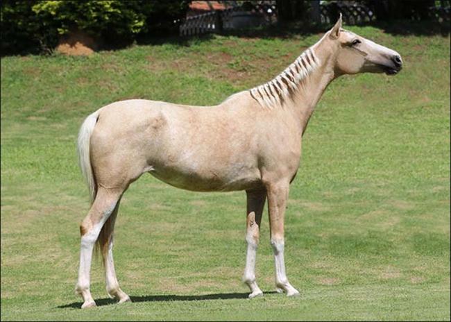 Mangalarga anunciada no site N1 Cavalos