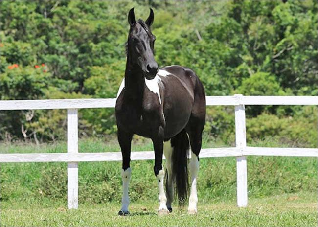Mangalarga anunciada no site N1 Cavalos