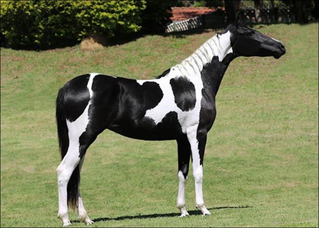 Mangalarga anunciada no site N1 Cavalos