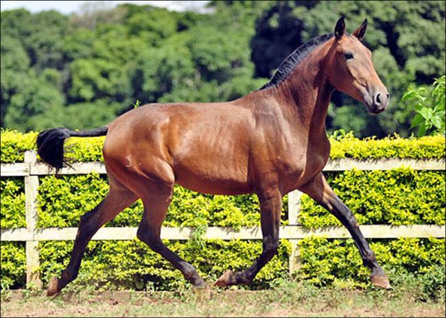 Égua Puro Sangue Lusitano à venda no N1 Cavalos