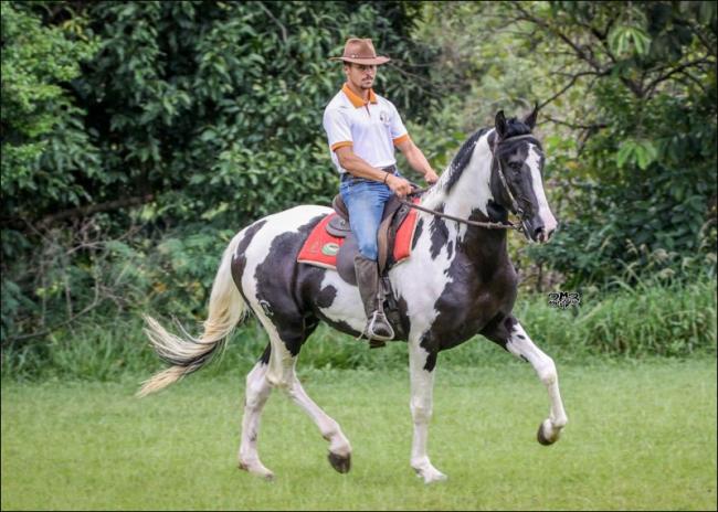 Mangalarga à venda no site N1 Cavalos