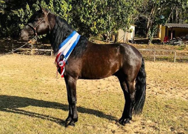 Romano Belo Horse - mangalarga marchador premiado a venda