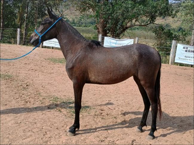 Potra Mangalarga Marchador anunciada no site N1 Cavalos