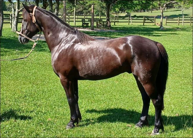 Cavalo crioulo à venda no N1 Cavalos