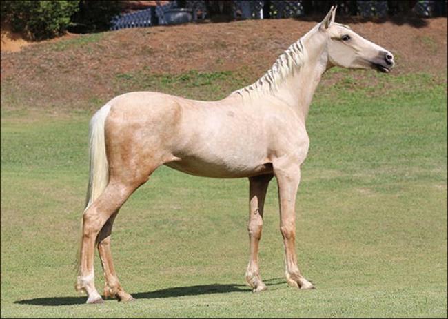 Mangalarga anunciado no site N1 Cavalos